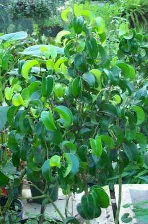 Curly Weeping Fig, Pandora's Weeping Fig, ficus,Ficus benjamina 'Pandora', copyright � almostedenplants.com